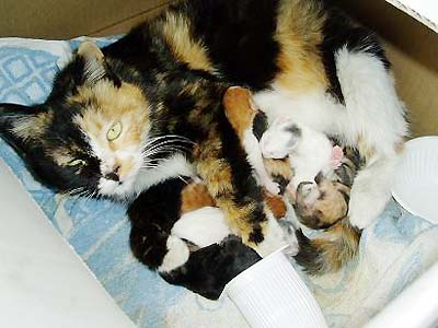 猫咪多大会怀孕,猫咪多大怀孕比较好,小猫几个月能怀孕？