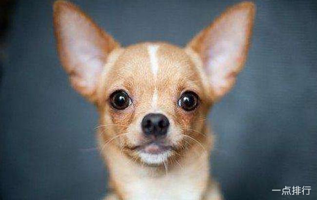 最小的狗是什么品种,体型最小的狗是什么品种,身材短小耳朵尖尖很可爱的那种小狗是什么品种的啊？