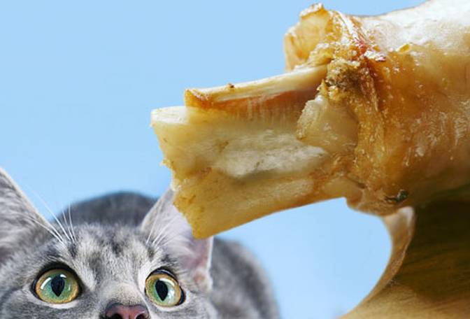 猫咪能吃鱿鱼丝吗,猫咪十大禁忌食物,猫能吃鱿鱼吗？