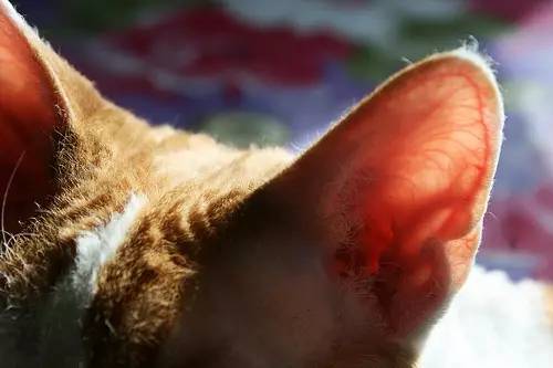 猫咪耳朵真菌感染图片,猫咪耳朵真菌感染图片大全,猫咪耳朵上长红色斑点是怎么回事？
