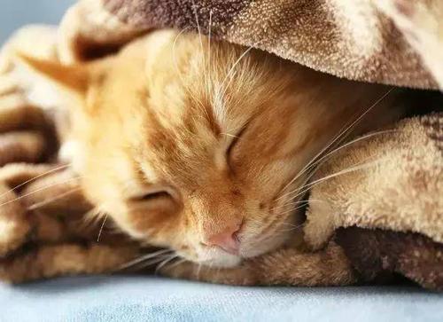 猫咪发烧的症状表现,猫咪发烧的症状表现有哪些,猫咪发烧如何判断？