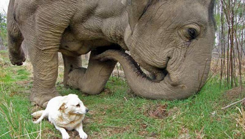 小狗怕什么动物,小狗怕什么动物叫声,狗为什么害怕大象？