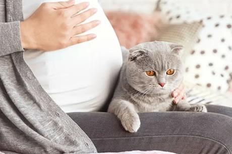 怀孕养猫咪有影响吗,央视辟谣怀孕不能养猫,宠物对孕妇有影响吗？