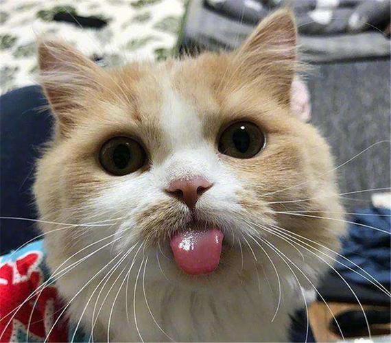 猫咪吐一小截舌头,猫咪吐一小截舌头不收回去,猫舌头伸出来一小块是什么原因？
