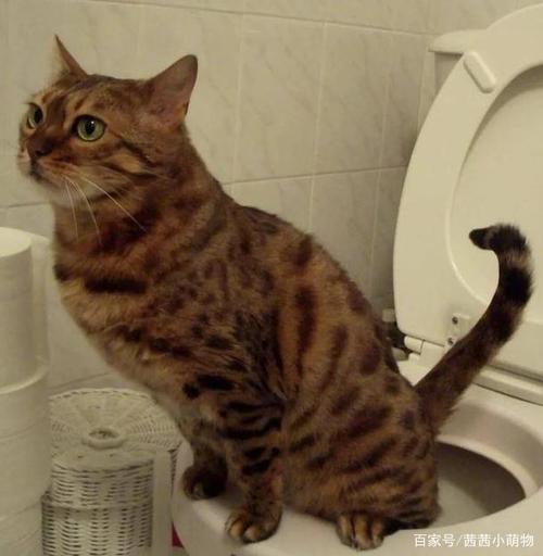 猫咪会随地大小便吗,猫咪会随地大小便吗,家里铺的木地板,猫咪突然随地大小便怎么回事？