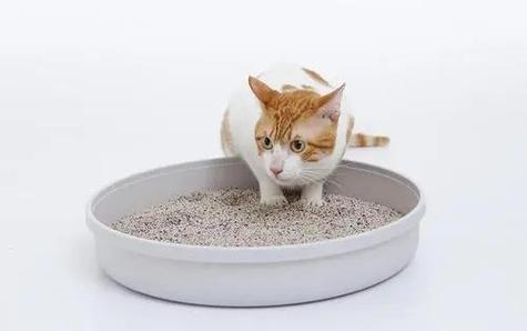怎样教猫咪用猫砂,怎样教猫咪用猫砂盆,怎么教猫用猫砂？