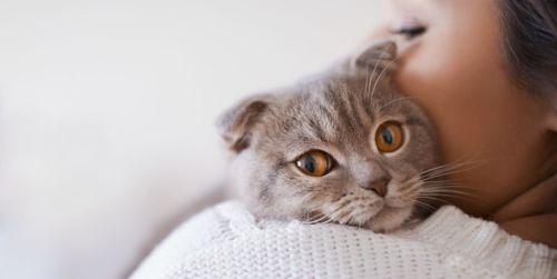 猫咪打喷嚏能打疫苗吗,猫咪打喷嚏能打疫苗吗?,打喷嚏流鼻涕能不能打预防针啊？