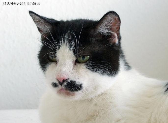 猫咪胡须下垂,猫咪胡须下垂代表什么,为什么六个月大的猫咪会有白胡须？