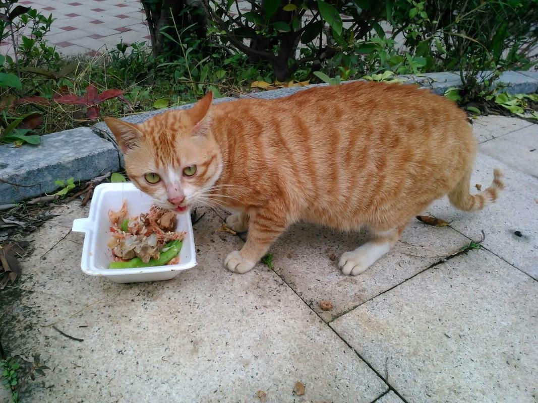 流浪猫喜欢吃什么,流浪猫喜欢吃什么食物除了猫粮,流浪猫都吃什么？