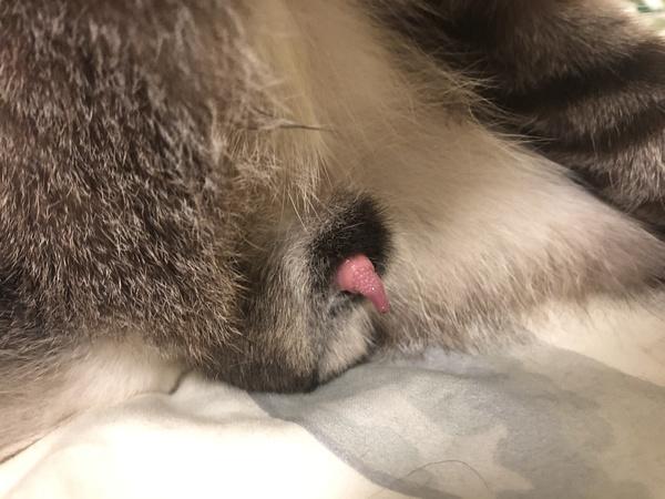 猫咪的阴茎,,公猫上面有刺吗？
