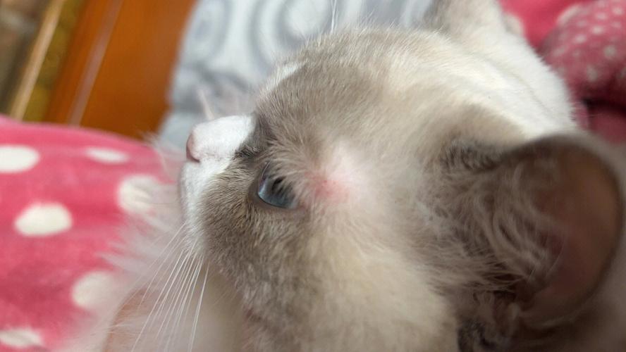 猫咪眼睛上面的毛秃了,猫咪眼睛上面的毛秃了红了一块,我家的猫眼皮上的毛掉了一部分，生什么病了？