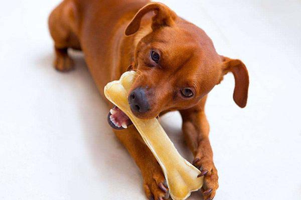 狗为什么喜欢吃肉,狗为什么喜欢吃肉骨头,宠物狗可以吃肉吗？