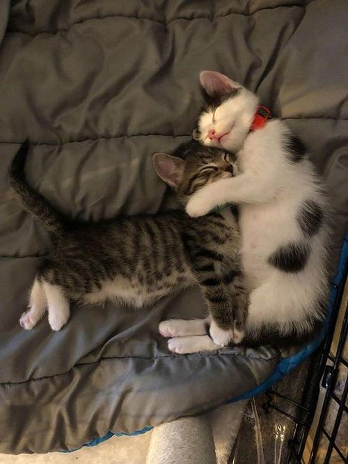 猫咪能和人一起睡吗,猫咪能和人一起睡吗?,抱着猫咪一起睡觉，会得病的么？