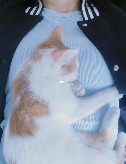 猫咪喜欢趴在主人胸口,猫咪喜欢趴在主人胸口睡觉,猫喜欢蹲在胸口是什么意思？