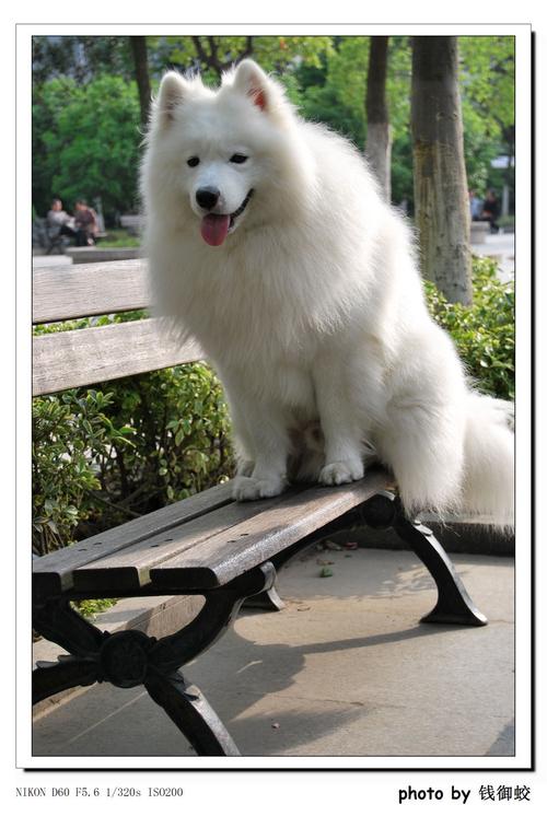 大白狗是什么品种,长毛大白狗是什么品种,全身白又没毛的狗是什么品种？