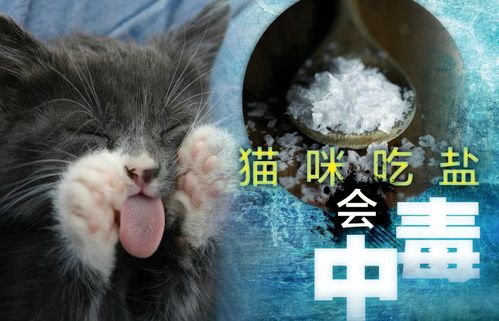 猫咪不能吃盐吗,猫咪不能吃盐吗为什么,猫为什么不吃盐？