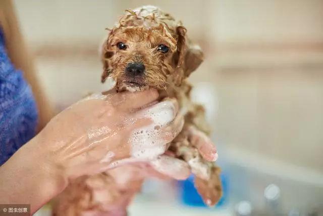 小狗为什么不能洗澡,小狗为什么不能洗澡的原因,狗为什么不爱洗澡？
