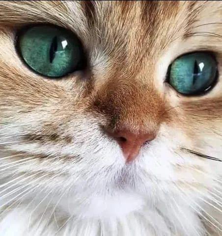 猫咪的眼神的表达,猫咪的眼神的表达句子,猫的眼睛什么时候发光？