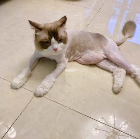 猫毛能做什么,猫毛能做什么手工,猫的毛剪掉还能长吗？