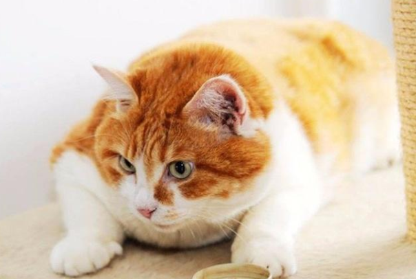 猫咪肥胖的危害,猫咪肥胖的危害有哪些,猫咪一天吃太多会不会变胖