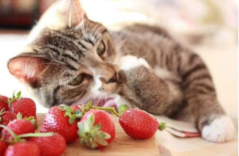 猫咪能吃梨子吗,猫咪能吃梨子吗为什么,小猫喝雪梨汁吗？