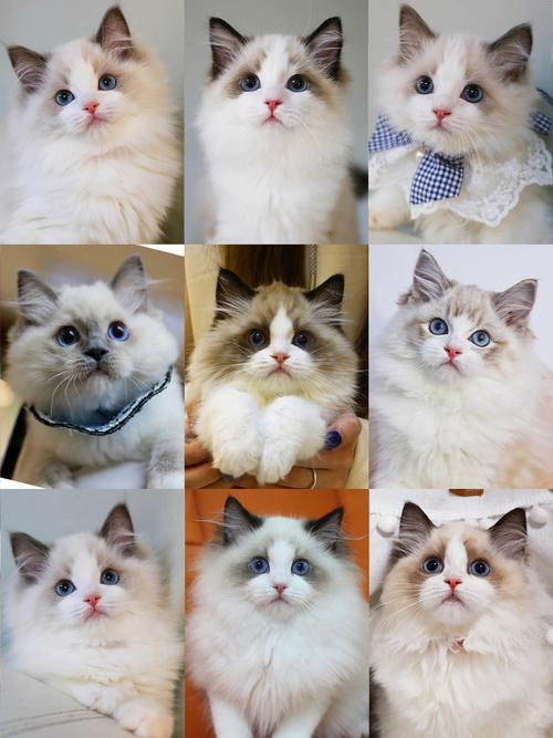猫咪多大是成猫,六个月是成猫还是幼猫,布偶猫多大成熟？