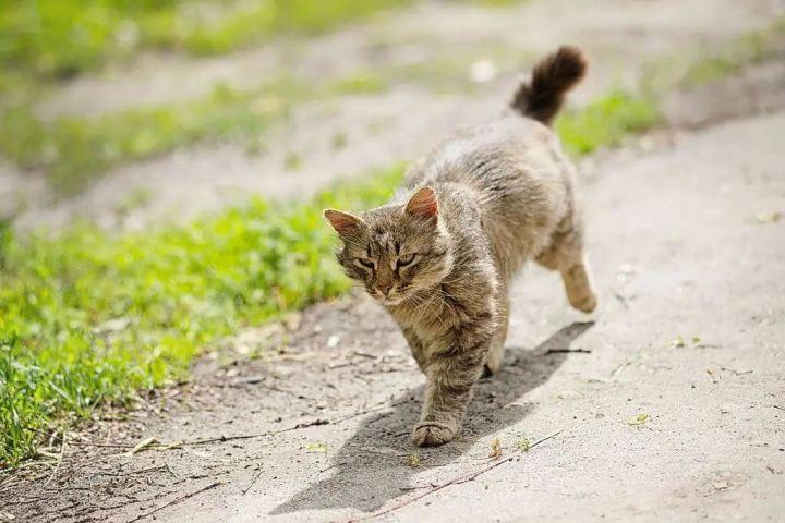猫咪认识回家的路吗,猫咪认识回家的路吗?,两个月的猫咪送人了,它能认识家跑回来吗？