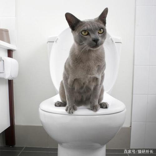 猫咪想上厕所的表现,怎么知道猫要大小便了,蓝猫什么状态是要上厕所？