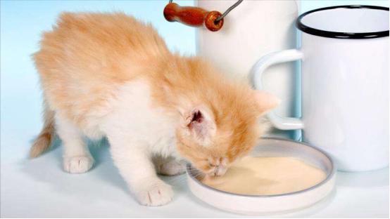 小猫断奶后吃什么,小猫断奶后吃什么食物,小猫开始断奶了吃什么好？