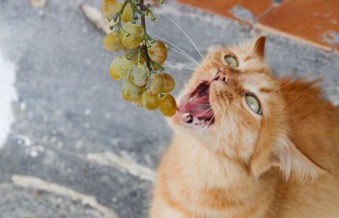 猫咪能吃葡萄干吗,猫咪能吃葡萄吗,猫不能吃葡萄和葡萄干吗？