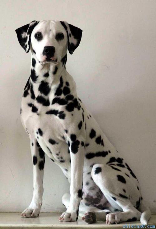 斑点狗是什么品种,黑白斑点狗是什么品种,斑点狗和大麦町犬的区别？