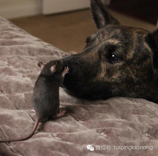 什么狗会抓老鼠,什么狗会抓老鼠又不咬人,什么品种的狗会抓老鼠？