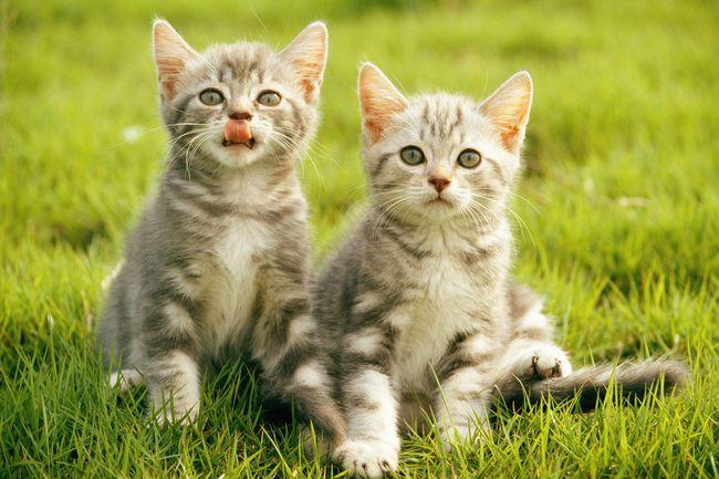 小猫的耳朵像什么,小猫的耳朵像什么比喻句,妈妈的耳朵像什么比喻句？