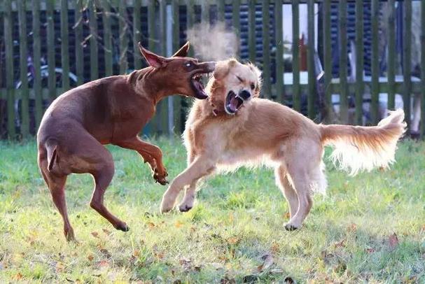 狗见面为什么打架,狗见面为什么打架呢,为啥2匹狗在一起就打架？