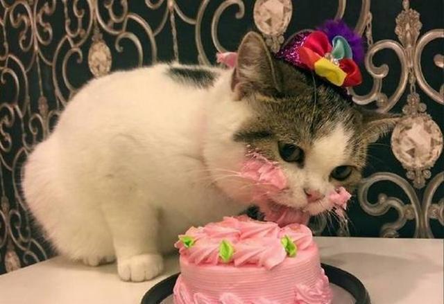 猫咪能不能吃奶油,猫咪能不能吃奶油蛋糕,猫吃奶油会不会有事？