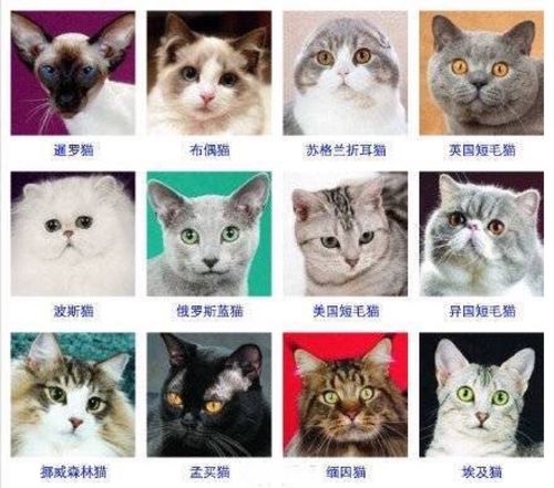猫咪种类名字与图片,猫咪品种大全及图片,猫咪的品种，怎么辨别猫咪是什么品种？