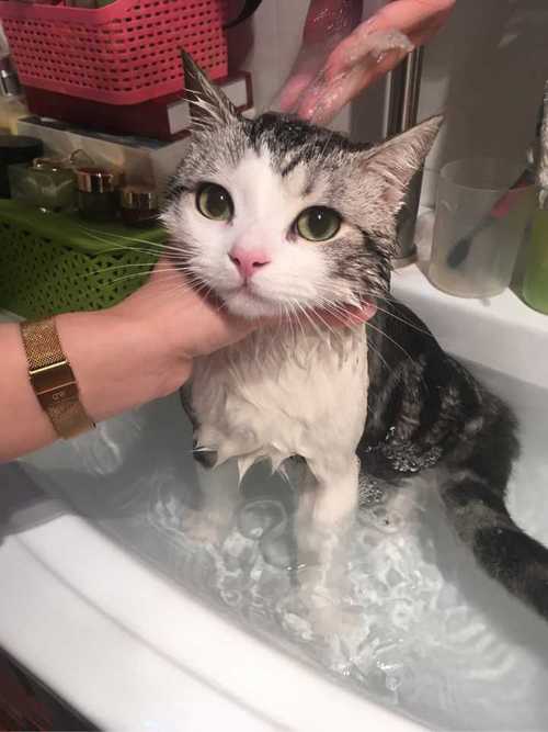 猫咪怀孕了可以洗澡吗,猫咪怀孕了可以洗澡吗猫猫饲养指南,怀孕猫咪可以洗澡吗？