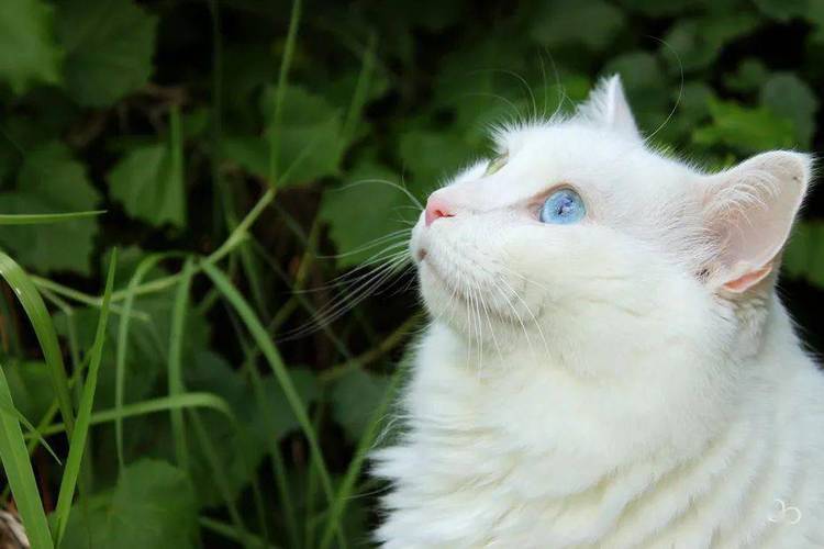 长毛白猫是什么品种,长毛白猫是什么品种眼睛绿色,长毛异瞳白猫是什么品种？