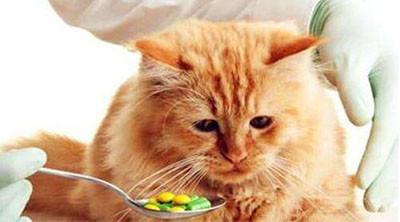 怎样提高猫咪免疫力,怎样提高猫咪免疫力跟营养,猫咪吃什么能提高免疫力？