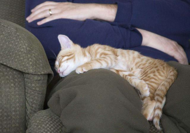 猫咪趴在主人腿上睡觉,猫咪趴在主人腿上睡觉什么意思,为什么猫咪老是靠着腿睡觉？