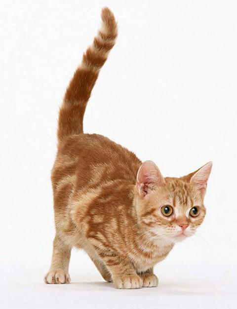 猫咪的尾巴竖起来,猫咪的尾巴竖起来是什么意思,猫竖起尾巴代表什么意思？