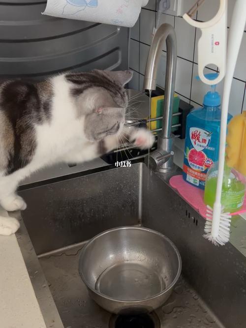 猫为什么要洗脸,猫为什么要洗脸?,为什么猫咪自己洗脸？