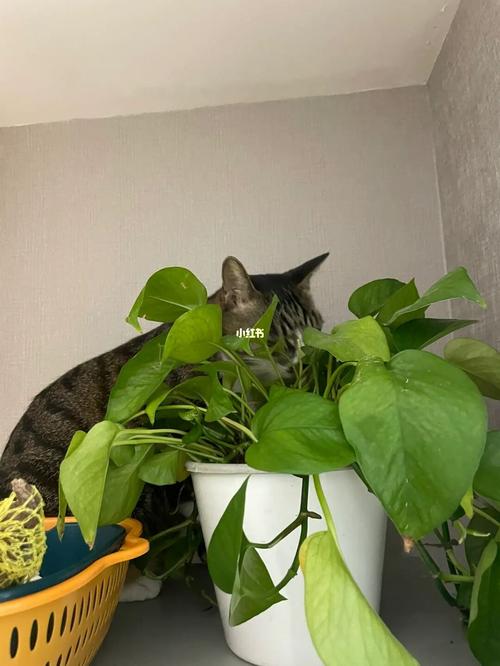 猫怕什么植物,猫怕什么植物一闻就跑,绿萝的毒能致死猫咪吗？