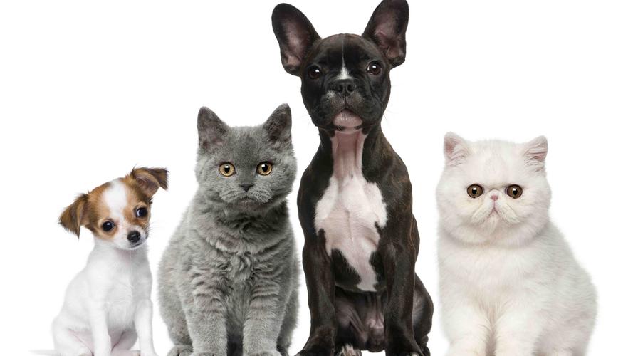 猫属于什么类动物,猫属于什么类型动物,狗和猫有什么相同点和不同点？