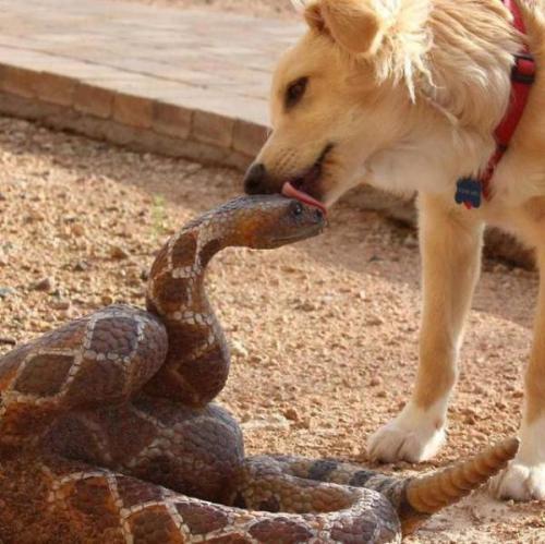 狗为什么不怕蛇,狗为什么不怕蛇咬,有的人为什么怕狗？