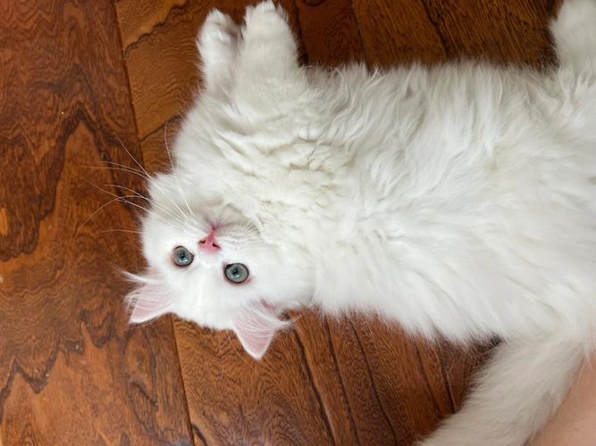 纯白猫是什么品种,长毛纯白猫是什么品种,一般白色的猫是什么品种？