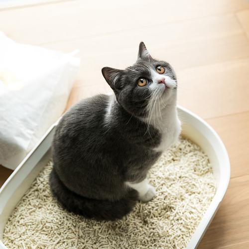 猫咪多大会用猫砂,猫猫多大开始用猫砂,幼猫多大用猫砂？