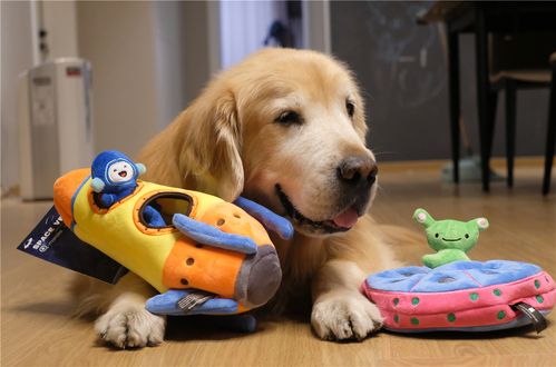 狗狗喜欢玩什么玩具,狗狗喜欢玩什么玩具呢,请问我家狗狗为什么喜欢玩玩具？