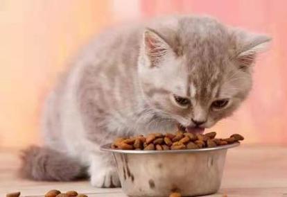 猫咪几天不吃饭会饿死,猫咪几天不吃饭会饿死么,猫咪多少天不吃饭会饿死？