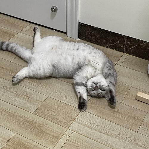 猫咪全身无力一直躺着,猫咪全身无力一直躺着不吃东西,为什么猫一直躺在地上站不起来？